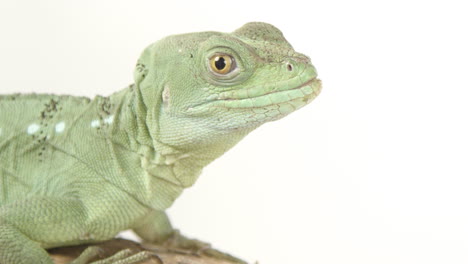 Basilisk-close-up-looking-at-camera-on-white-background