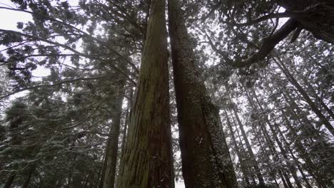 two large cedars keep the secrets of the largest cemetery in japan