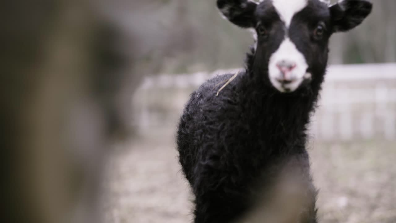 Cute black and white lamb looking at camera from behind ewe