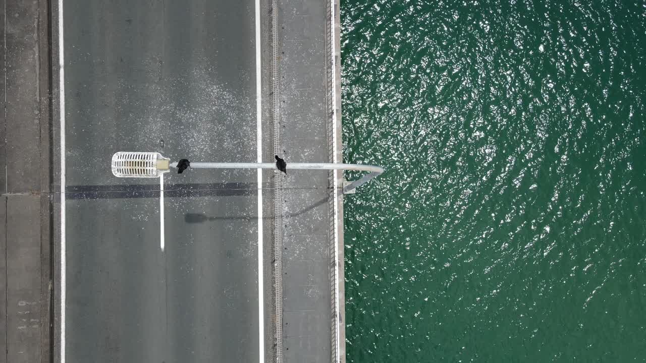 두 마리의 바다 새가 바쁜 도시 다리 위에 어있는 거리 조명 위에 휴식을 취하고 아래로 교통이 지나갑니다.