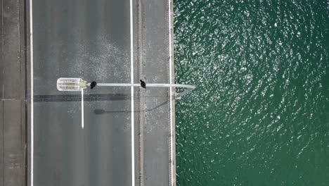 two sea birds resting on an overhanging street light above a busy urban city bridge with traffic passing below