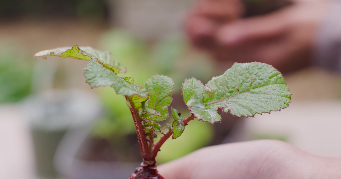 Woman holding rotating cutting showing red stem and serrated leaves at patio preparing for planting