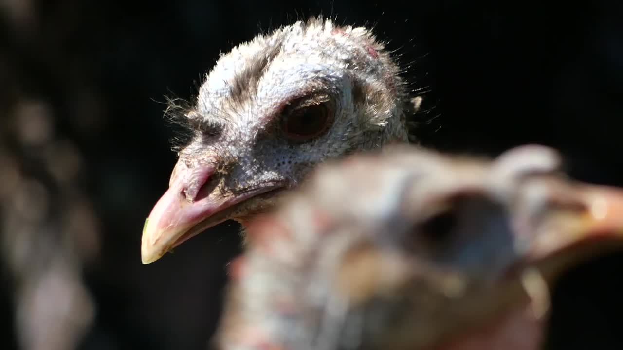 Close-up of a Young Turkey's Head