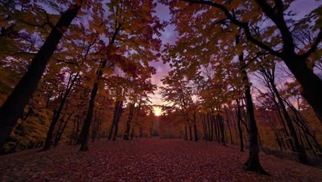 a mesmerizing video captures a low-angle view of a forest in autumn, showcasing vibrant foliage