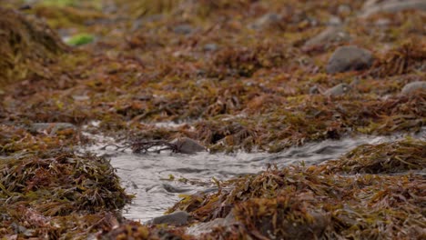 Ein-Wasserstrahl,-Der-über-Einen-Mit-Algen-Bedeckten-Strand-Rieselt