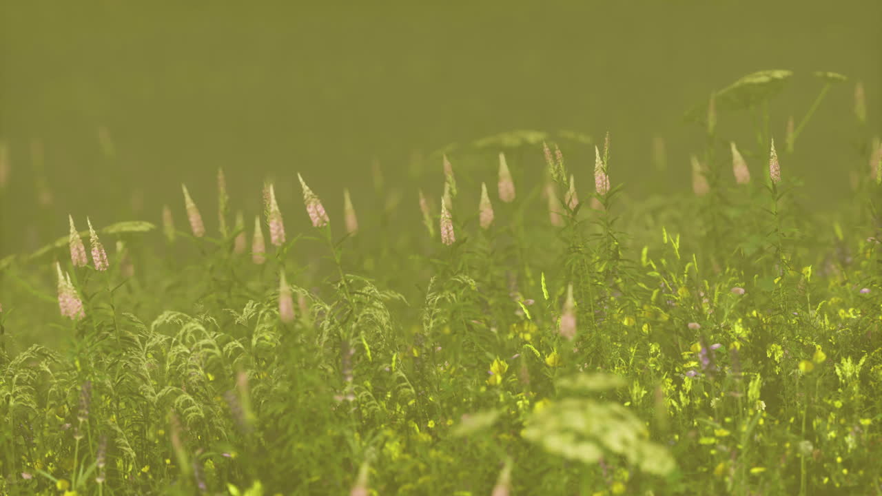 Vibrant wildflower meadow during early morning light in a serene landscape