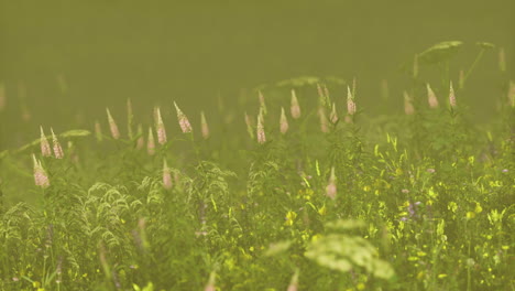 vibrant wildflower meadow during early morning light in a serene landscape
