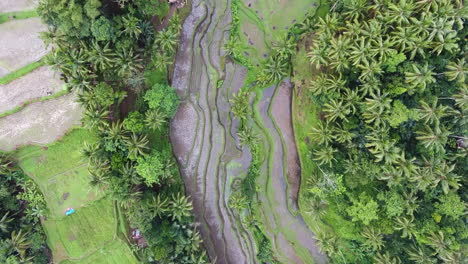 aerial top down shot over the forest and the rice fields in bali