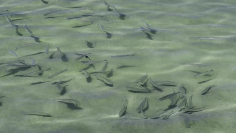 School-of-fish-in-clear,-shallow-rippling-water