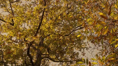 Autumn Forest: Golden and Brown Leaves Overhead