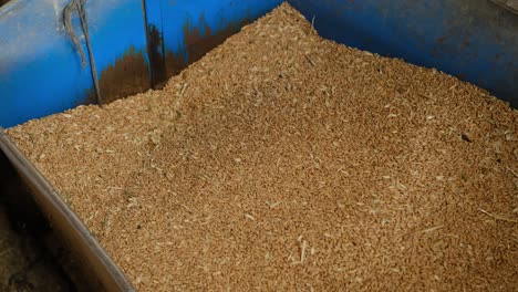 wheat grains move into the machine in a flour factory