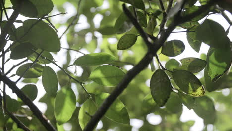 Wassertropfen-In-Zeitlupe,-Die-Durch-Die-Blätter-Eines-Baumes-Fallen