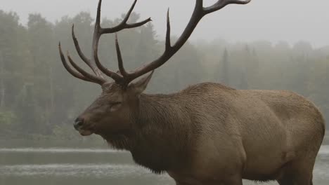 elk bull calling out during mating rut walking alongside lake misty day