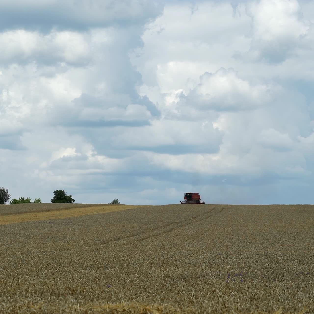 Combine harvester in action on the field. Harvest time