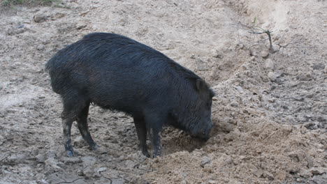 black pecari digging with his nose in french guiana