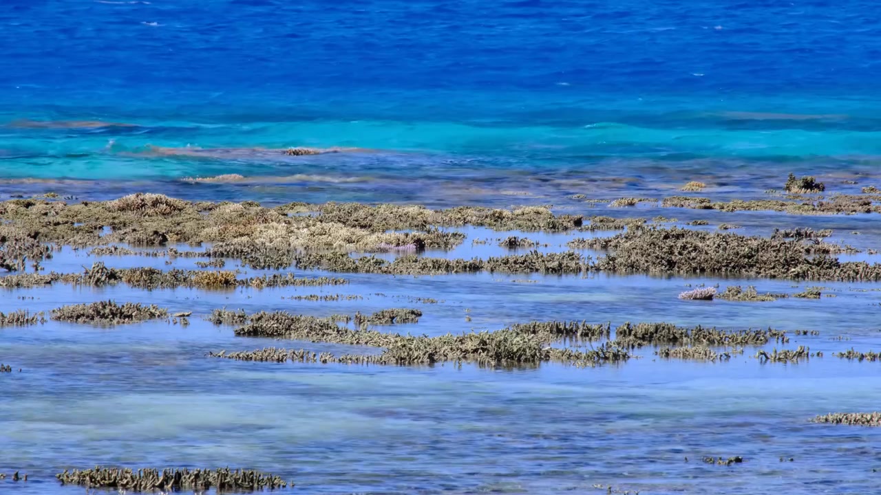 Nærbilde av blått havvann med korallrev eksponert ved lavvann på tropisk øy på Yasawa-øyene, Fiji