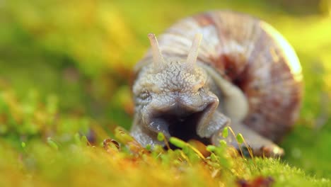 Helix-pomatia-also-Roman-snail,-Burgundy-snail