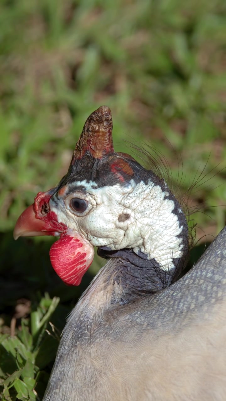 Een close-up in profiel van een parelhoen met helm die rust in groen gras onder zonlicht.