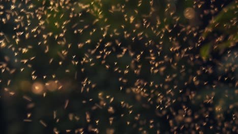 against light swarm of flying lutzomyia mosquitos, these cause leishmaniasis