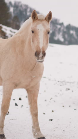 herd of thoroughbred horses grazing in cold snowy highland with forestry mountains. domestic animals look for food in white snow near rural farm