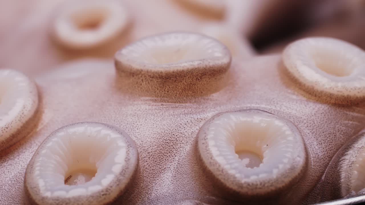 Close-up of Octopus Tentacle Suction Cups