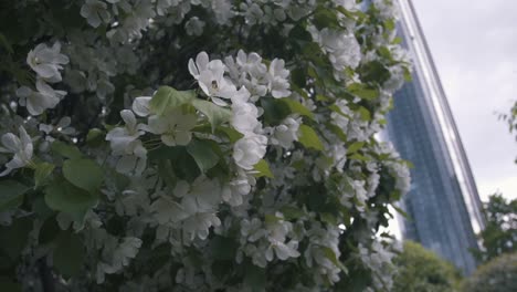 blooming apple trees in front of a skyscraper