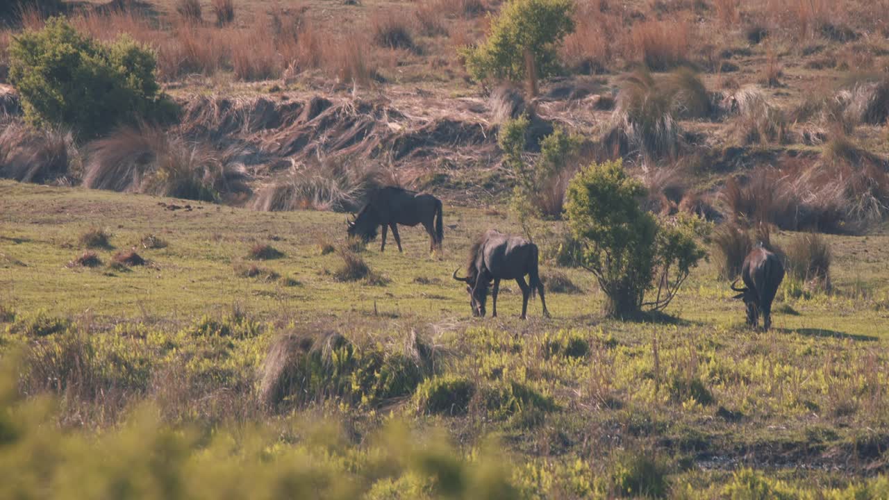 푸른 풀이 무성한 사바나 평원에서 풀을 뜯는 일반적인 누우