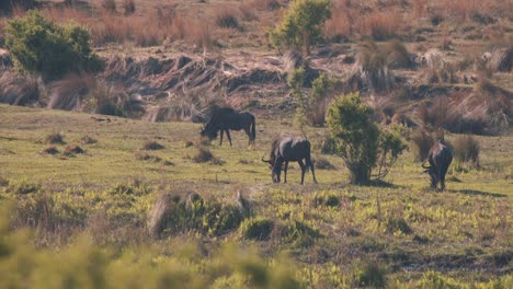 ñus comunes pastando en la llanura de sabana cubierta de hierba verde