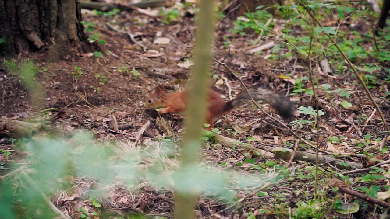 ardilla roja en el bosque