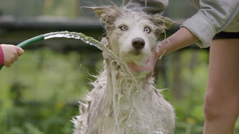 Perro-Bañándose---Mezcla-De-Husky-Y-Collie-Siendo-Bañado-Por-Madre-E-Hijo,-Cámara-Lenta