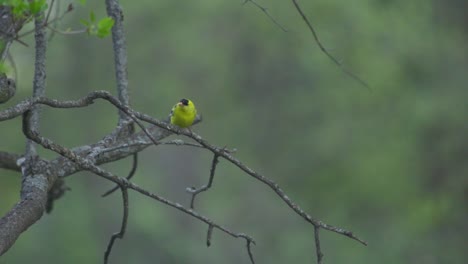 closeup of a beautiful american gold finch bird perched on a small branch