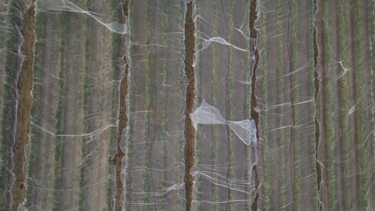 Aerial top down flight over vineyard field protected with net on field in Australia