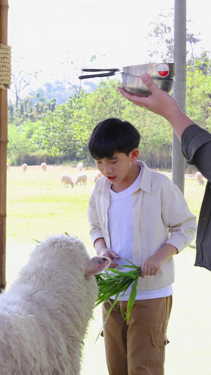タイの日当たりの良い屋外の農場で、少年が羊に草を与えている。