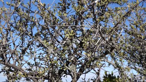 Brush-thickett-in-the-great-karoo