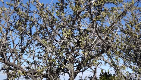 Brush thickett in the great karoo