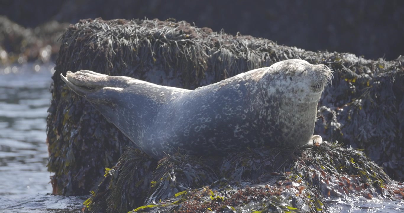 Una foca grigia si crogiola su uno sperone roccioso mentre le onde la lambiscono dolcemente in una luce soffusa.