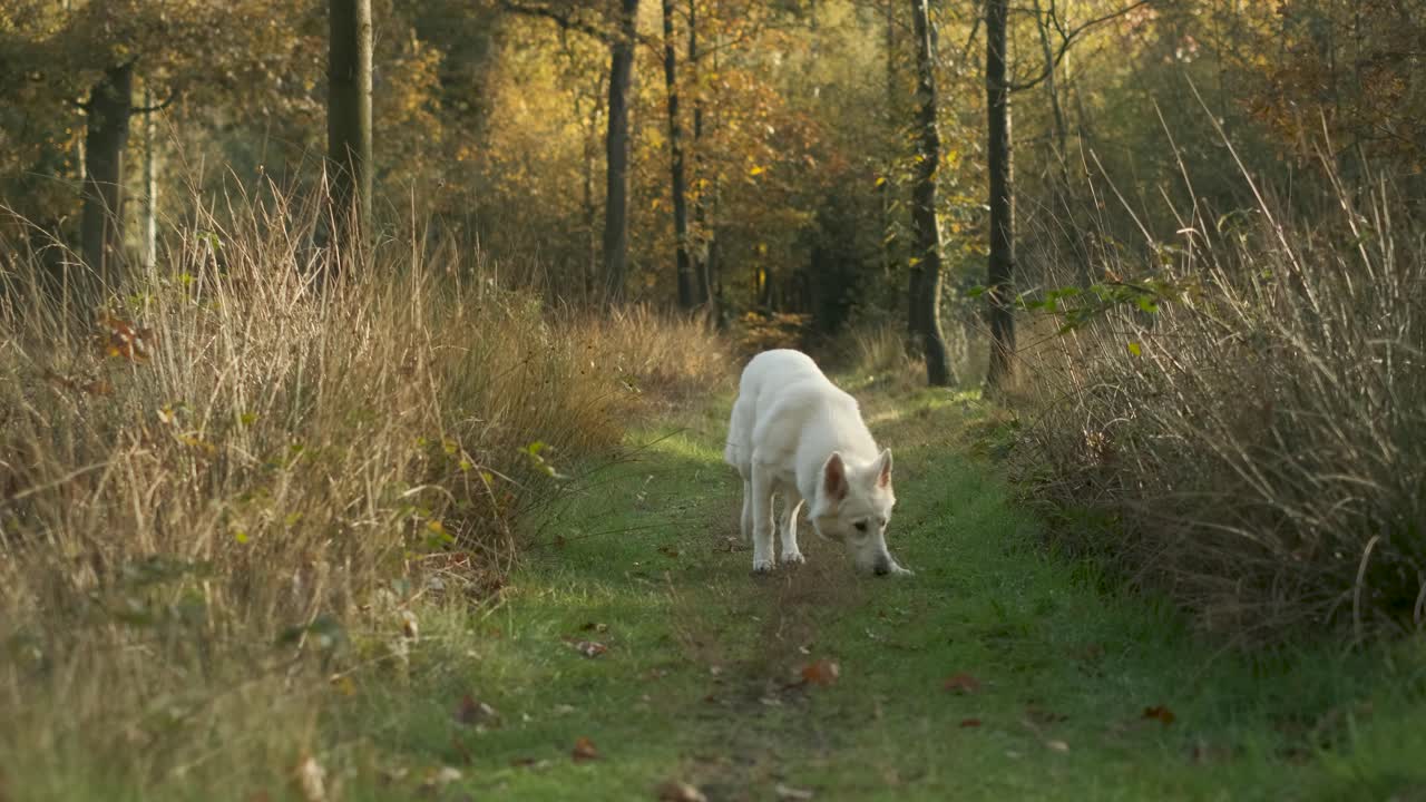 suisse berger blanc olfateando durante un paseo por un sendero durante el otoño