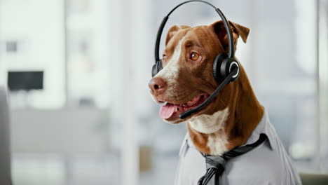 dog wearing a headset at the office