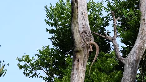 the clouded monitor lizard is found in thailand and other countries in asia