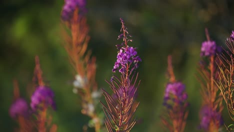 Bees-and-insects-swarm-around-bright-pink-fireweed-flowers