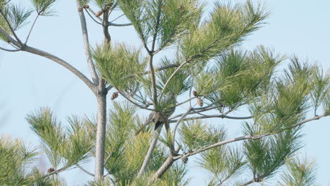 Bulbul-De-Orejas-Marrones-Posado-En-Un-Pino-Rojo-Japonés-En-Tokio,-Japón---Tiro-De-ángulo-Bajo