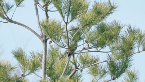 bulbul de orejas marrones posado en un pino rojo japonés en tokio, japón - tiro de ángulo bajo