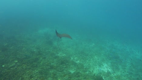 Spotted-Eagle-Ray-Flaps-Alas-Vuela-Sobre-Arena-Poco-Profunda-Cerca-De-Arrecifes-De-Coral