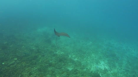 spotted eagle ray flaps alas vuela sobre arena poco profunda cerca de arrecifes de coral