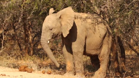 Aufnahmen-Eines-Jungen-Afrikanischen-Elefantenbullen,-Der-In-Einem-Nationalpark-In-Südafrika-Verspielt-Ist