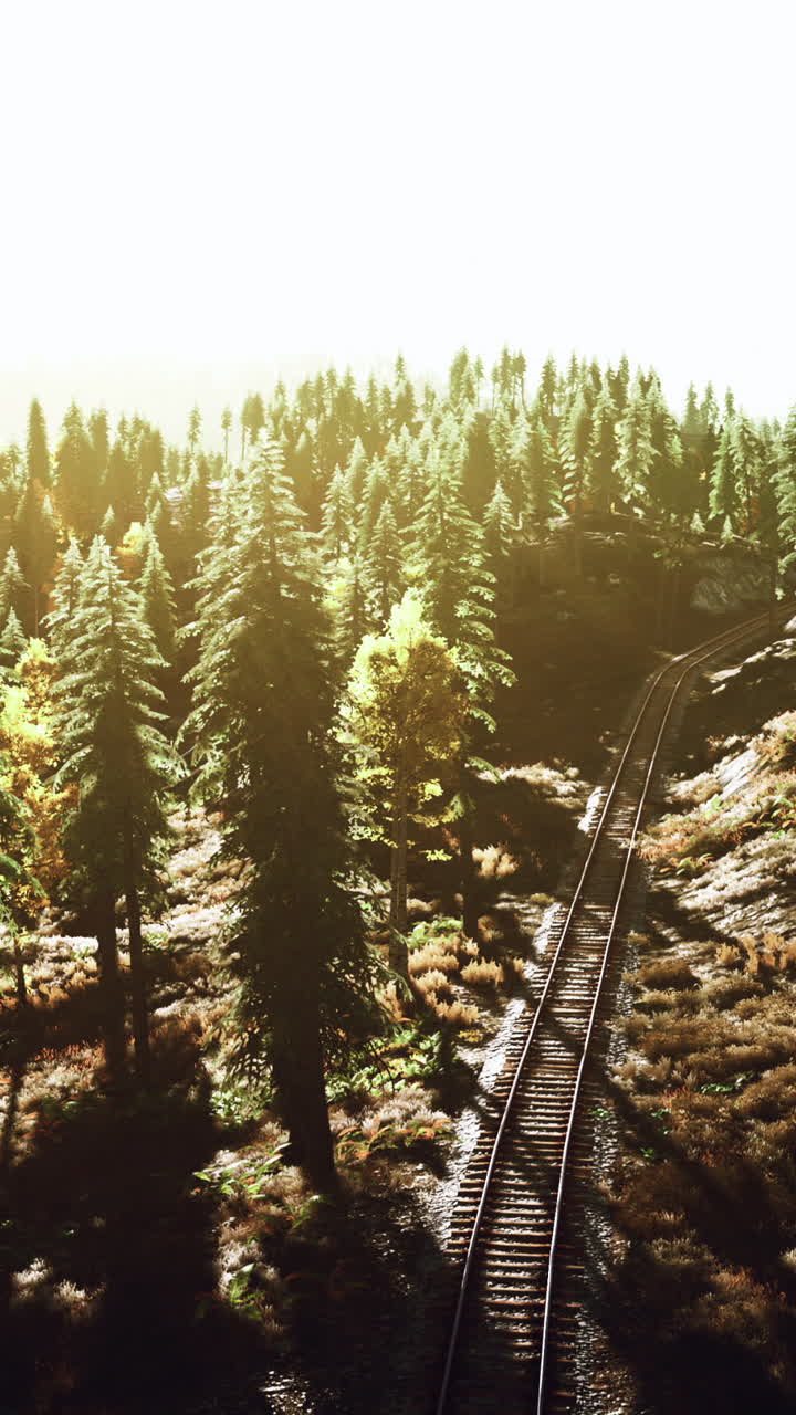 숲 을 가로질러 열차 트랙