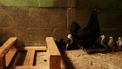 Hen-and-chicks-in-the-barn-4k