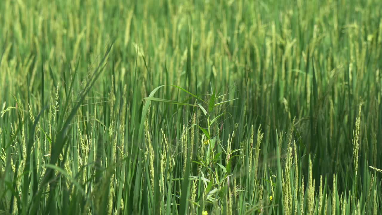 enfoque estrecho brotes de arroz verde orgánico crecen en el campo de arroz de ubud, bali