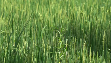 Brotes-De-Arroz-Verde-Orgánico-De-Enfoque-Estrecho-Crecen-En-El-Campo-De-Arroz-De-Ubud,-Bali