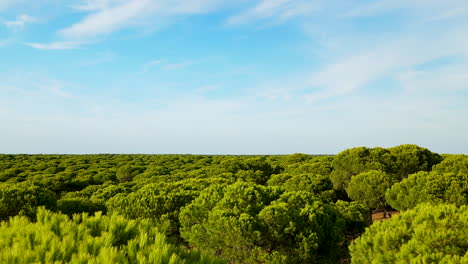 Luftflug-Mit-Prächtiger-Kiefernplantage-Bei-Sonnenuntergang-Mit-Blauem-Himmel-In-El-Rompido